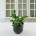 thumbnail image 3 of 4 in. Hoya Pubicalyx Green Plant in Grower Container (3-Pack), 3 of 9
