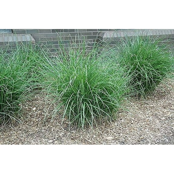 3 Gracillimus Miscanthus Maiden Grass in separate 4 Inch Containers