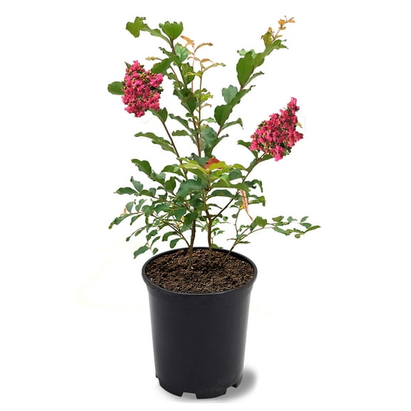 Expert Gardener 12-18 in. tall Tuscarora Crape Myrtle Live Tree in 1-Gallon Grower Pot