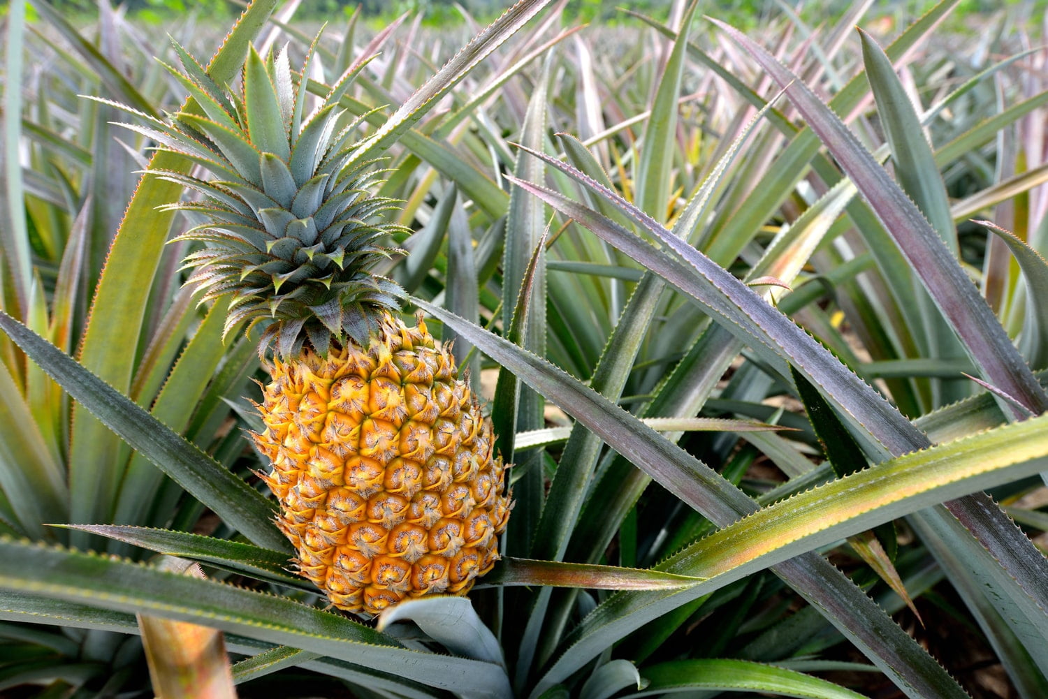Diced Dried Pineapple, 5 Pounds — Kosher, Vegan — by Food to Live