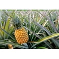 thumbnail image 6 of Diced Dried Pineapple, 0.5 Pounds — Kosher, Vegan — by Food to Live, 6 of 6