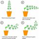 thumbnail image 2 of Doblador de plantas de 90 grados, 30 piezas de ramas de entrenamiento de bajo estrés para dobladores, alicates para doblar, alicates para ramitas Entrenador de plantas de tomate (30, verde), 2 of 5