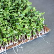 Pro Micro Jute Microgreens Grow Mats by Handy Pantry - 10x10 Inches for 1010 Growing Trays - Pack of 100 Pads - Hydroponic Grow Media for Micro Greens & Wheatgrass