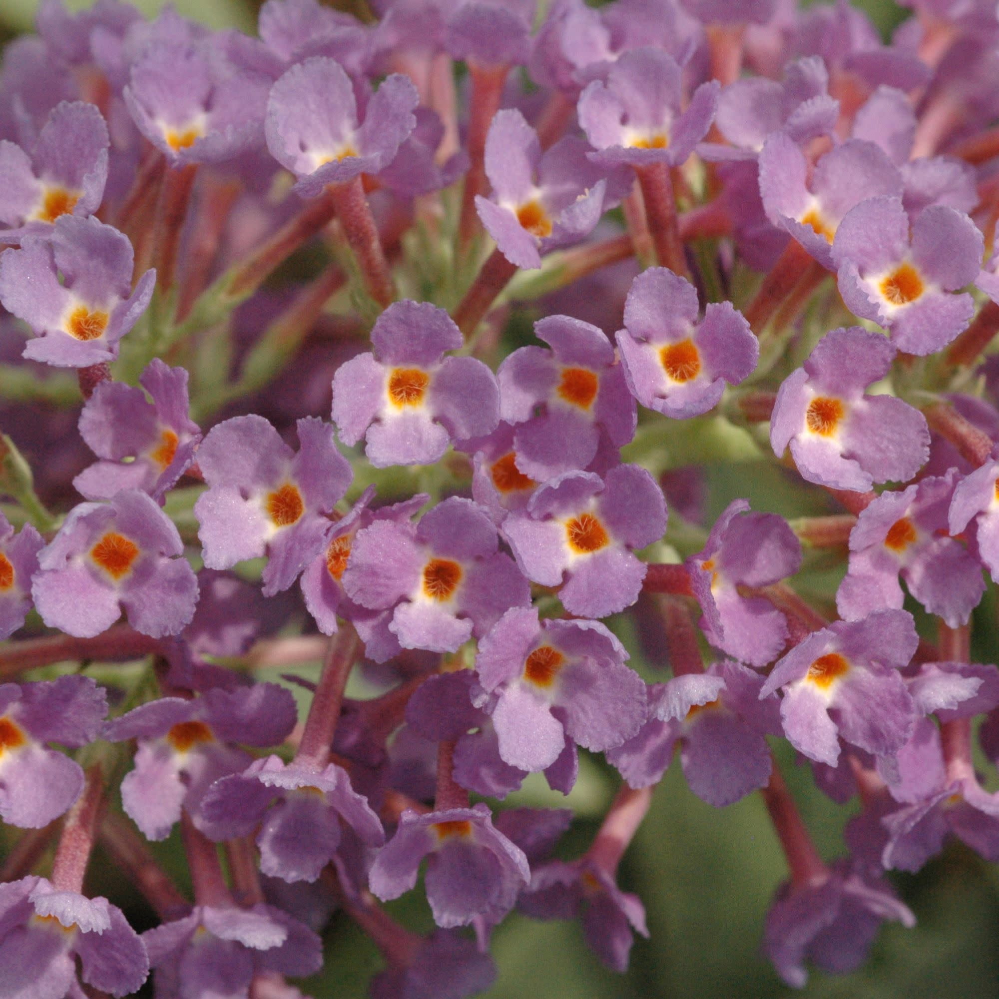 Proven Winners ColorChoice 5" Lo & Behold 'Purple Haze' Butterfly Bush Live Plant in 4.5" Pot (4 Count)