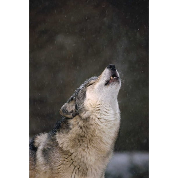 Timber Wolf howling close up Oregon Zoo Portland Poster ...
