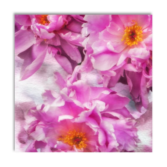Gango Home Decor Contemporary Pink Flowers I by Alan Hausenflock (Printed on Paper); One 16x16in Fine Art Paper Giclee Print