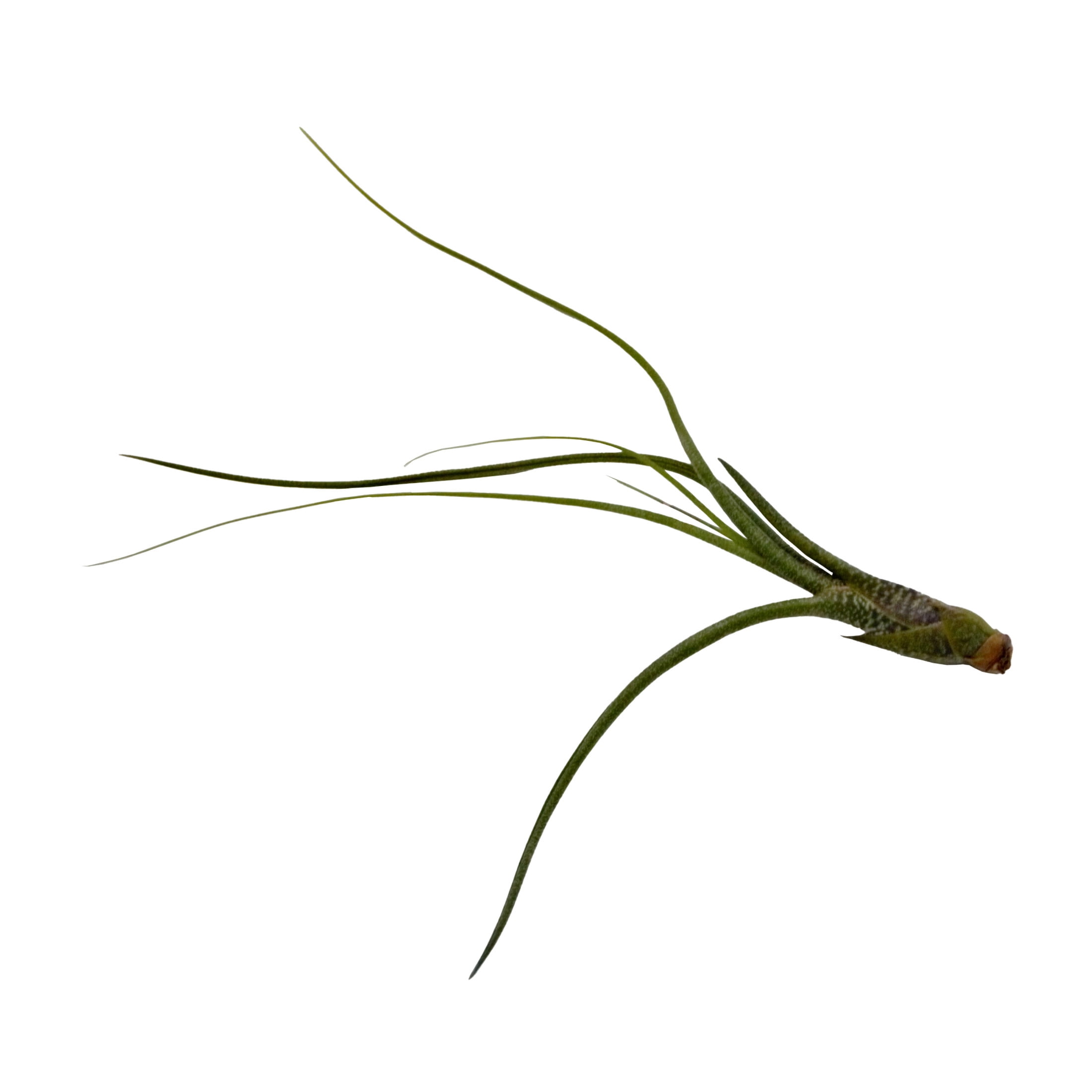 ReptiCulture Assorted Tillandsia Tropical 3 pk