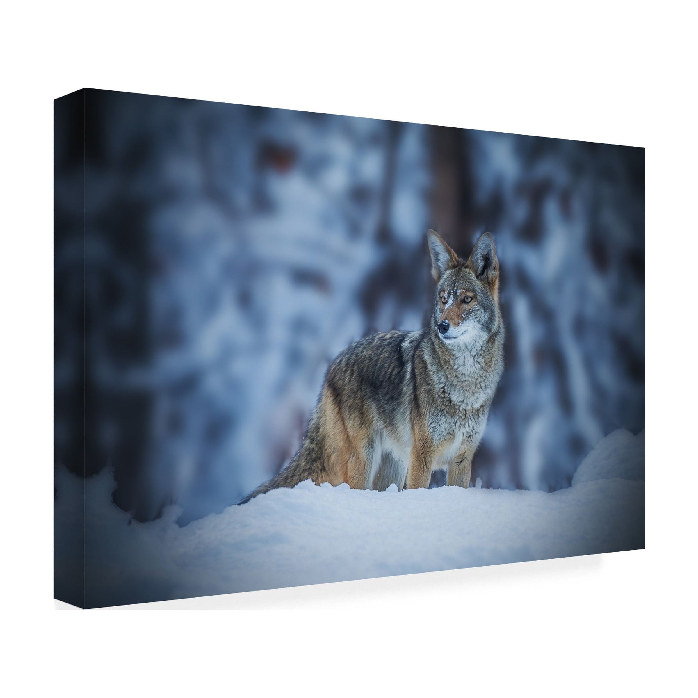 Jenny Qiu 'Coyote In Winter' Canvas Art