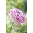 thumbnail image 1 of Tasc Flower Bulbs- Ranunculus  Asiaticus Picotee White, 1 of 2