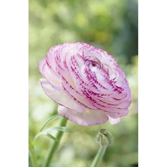 Renoncule Picotee Blanche Renoncule Picotee Blanche 8 Bulbs