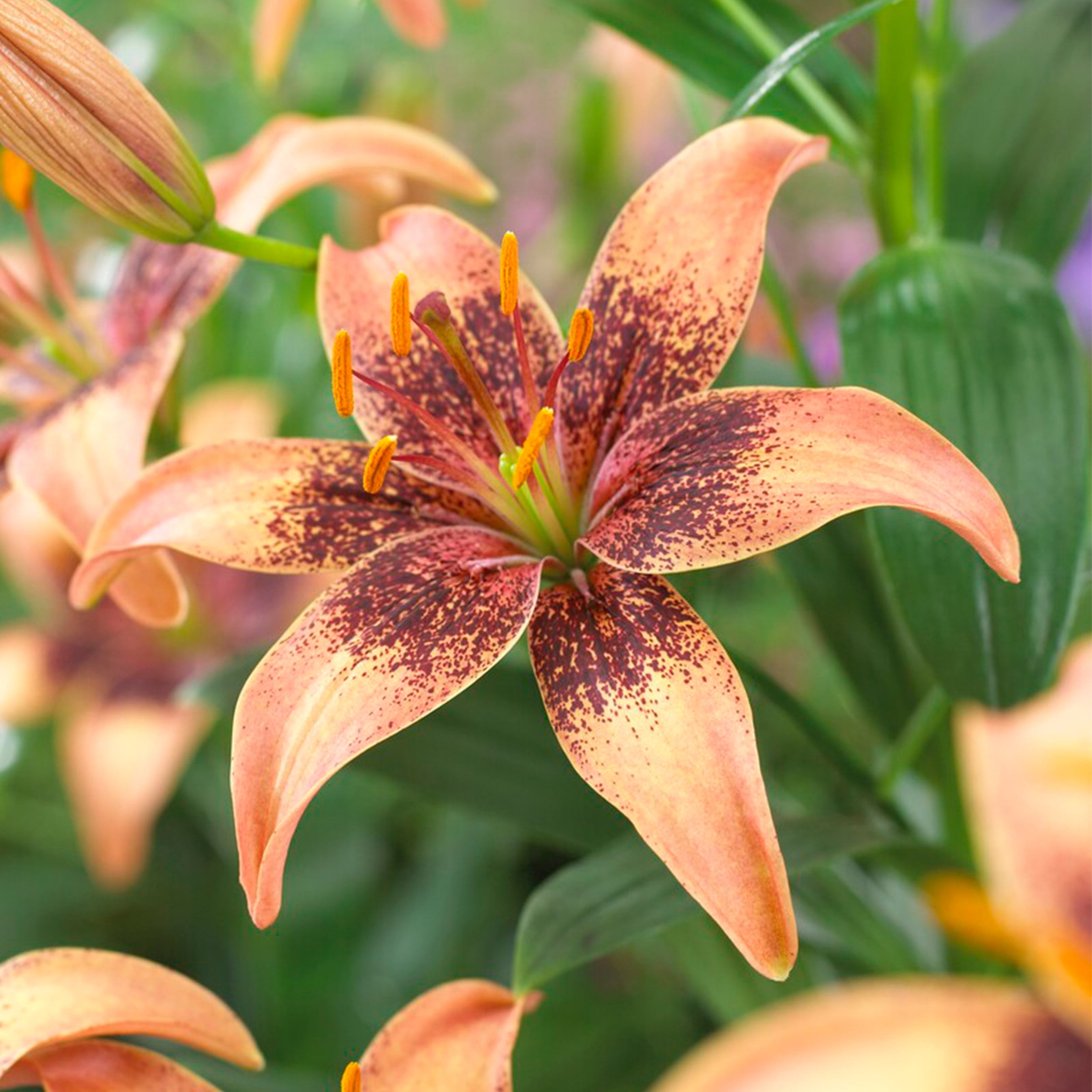 Garden State Bulb Asiatic Lily Whistler Flower Bulbs, 14/16cm (Bag of 2