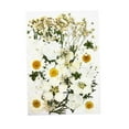 thumbnail image 1 of Flores secas reales para resina, flores prensadas secas naturales, resina seca grande blanco, 1 of 9