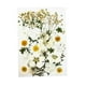 thumbnail image 1 of Flores secas reales para resina, flores prensadas secas naturales, resina seca grande blanco, 1 of 9