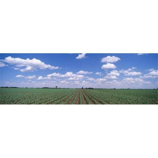 Panoramic Images PPI73186L Affiche Cornfield Marion County Illinois USA - 36 x 12
