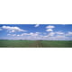 Panoramic Images PPI73186L Affiche Cornfield Marion County Illinois USA - 36 x 12 – image 1 sur 1