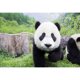 thumbnail image 1 of Diamond Painting (DE5669) Kit Animales Cuadrado Artesanal (DM140 Panda) 40x50cm FLhrweasw Nuevo, 1 of 1