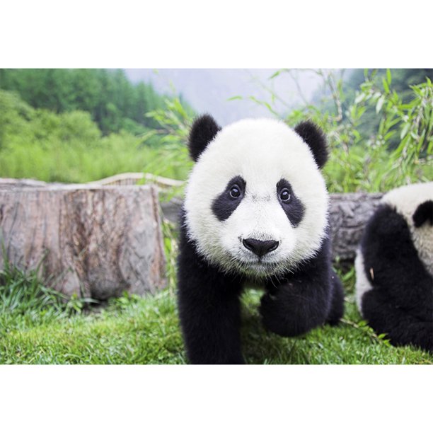 Diamond Painting (DE5669) Kit Animales Cuadrado Artesanal (DM140 Panda) 40x50cm FLhrweasw Nuevo