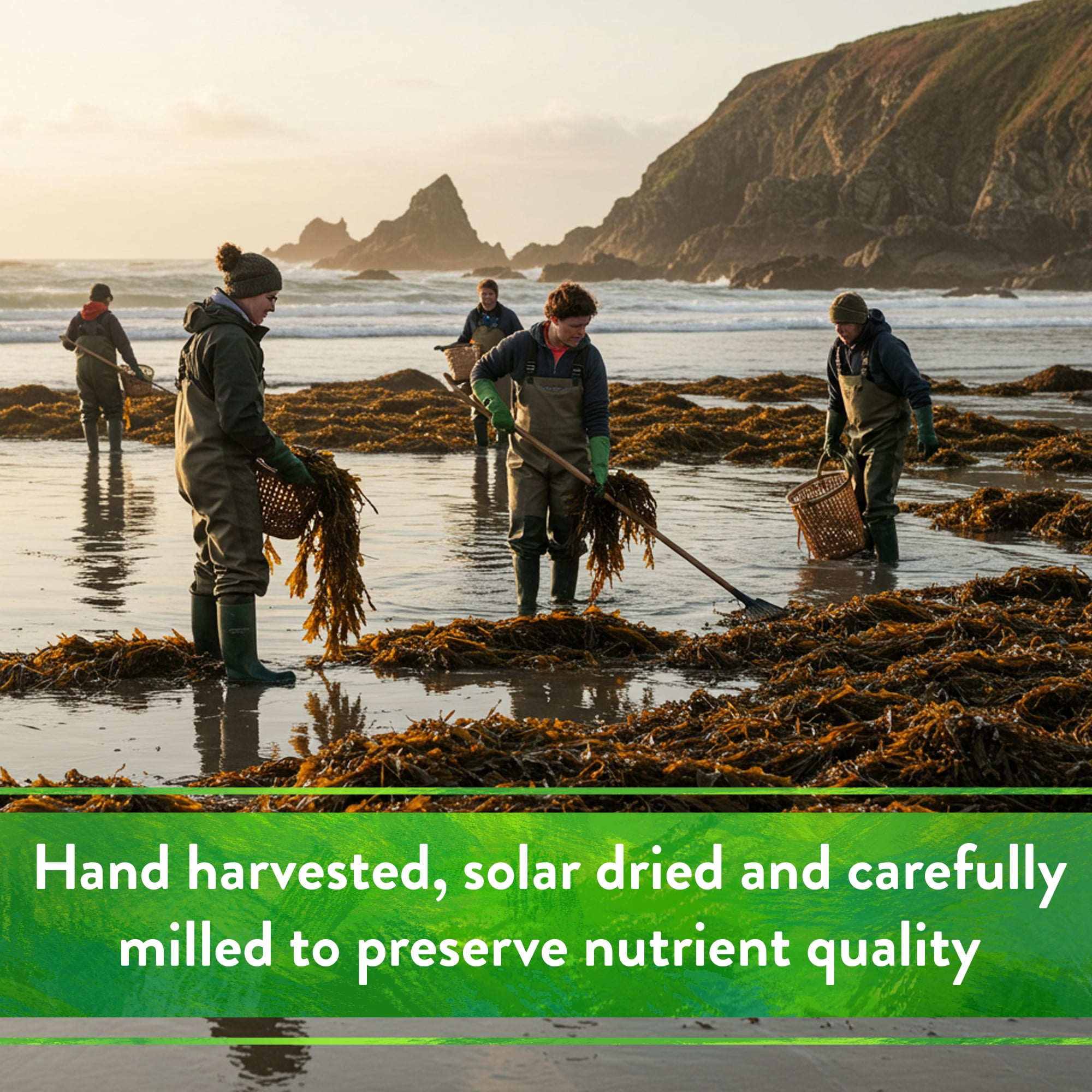 BFG Supply Kelp Meal Natural Fertilizer - 1-0.1-2 NPK, Slow Release - 4 Lb — Outdoor & Indoor Plant Use, Easy Application