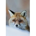 thumbnail image 2 of Bolla, Paolo 11x14 White Modern Wood Framed Museum Art Print Titled - Red Fox, 2 of 4