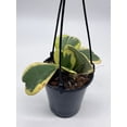 thumbnail image 3 of Variegated Hoya Kerrii Heart On The Vine Very Full, at Least 6 Hearts, Sweetheart Plant, 3 of 9