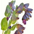 thumbnail image 3 of Outsidepride Cerinthe Major - 100 Seeds, 3 of 9