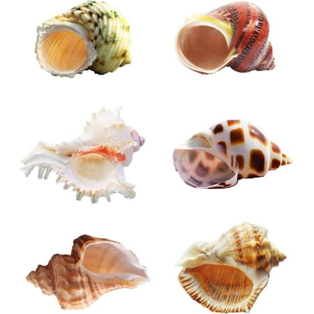 Sinkoo 6pcs Large Hermit Crab Shells 2.3"-3.5" Openning Size 1"-2" Hermit Crab Growth Turbo Seashells, Natural Conch Hermit Crab Supply Fish Tank Habitat Decor