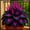 A, variant on Hostas Planting-(Non-Artificial)-Premium Ornamental Garden Stakes-Home Decoration-Beautiful Gift Garden-Bloom Year After Year