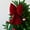 Red, variant on Red Velvet Bow under $5! Cagogo Large Red Velvet Christmas Bow, Korean Style Bow Tree Topper, 3D Christmas Tree Bow, Festive Holiday Decorations, Wedding Party Decor, Xmas Tree Ornament