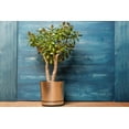 thumbnail image 2 of Organic Jade Plant (Crassula ovata) Live Plant in 2.5-inch Pot - Friendship Plant, Lucky Plant, Money Plant, Money Tree House Plant by Smoke Camp Crafts, 2 of 7