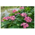 thumbnail image 5 of Pink Plumeria Live Plant Cuttings Hawaiian Tropical Plants 9-12 inches long 1 Pack Tyslan, 5 of 8