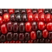 35 Seeds BLOODY BUTCHER Red CORN Edible & Ornamental Heirloom Zea Mays Vegetable Seeds
