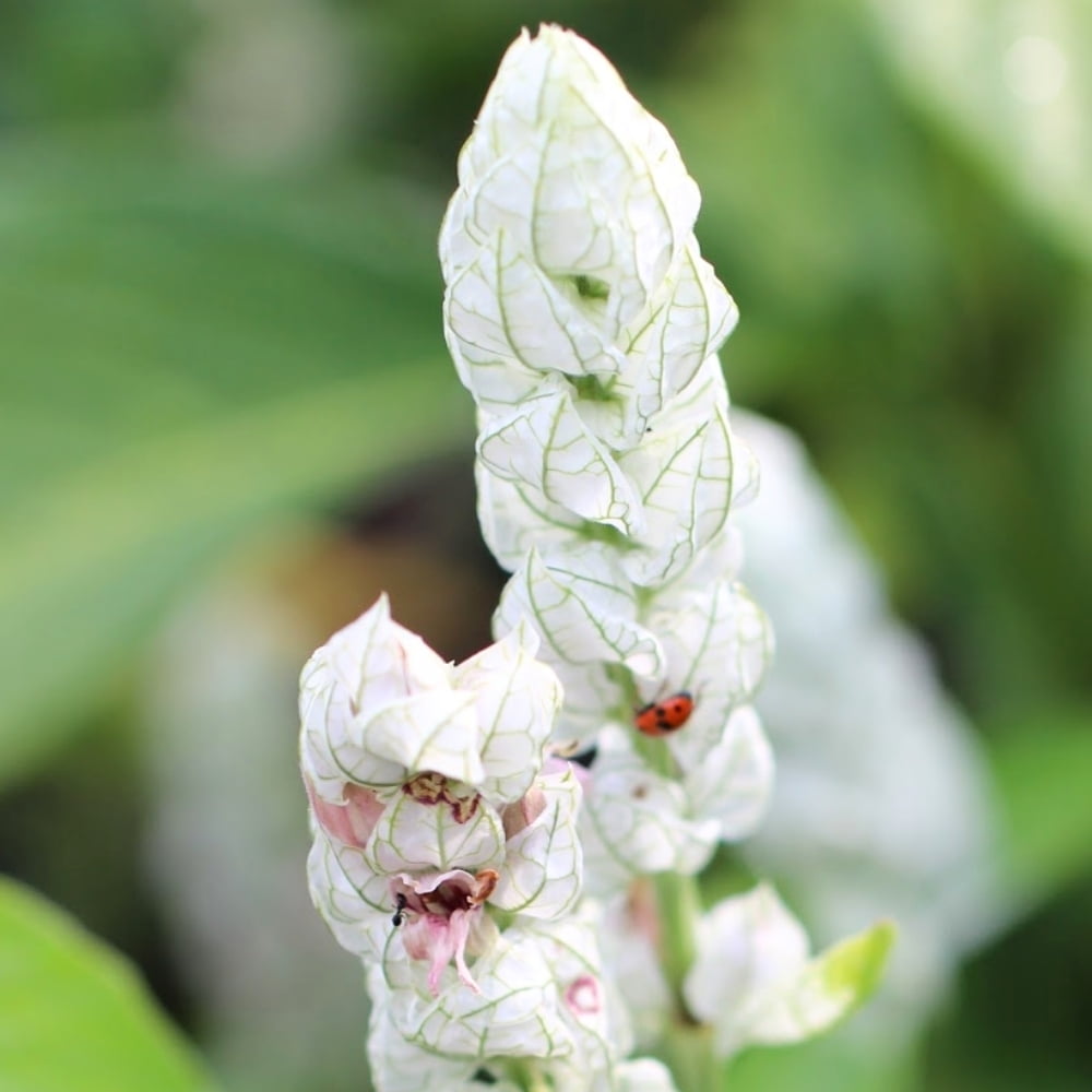 White Justicia Carnea Shrimp Plant 4 to 8 Inches Tall, Shrimp Plants for Indoor and Outdoor Gardening