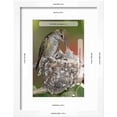 thumbnail image 3 of Annas Hummingbird Feeds Chicks in its Nest, Framed Art Print Wall Art by Hal Beral Sold by Art.Com, 3 of 6