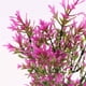 thumbnail image 2 of Billuyoard 5 tenedores, hojas de crisantemo artificiales rurales, hierba, planta en maceta, flores falsas, bonsái, maceta, decoración de boda Artificial Plantas Artificiales Rosa roja Billuyoard HA6744-05B, 2 of 6