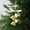 Gold, variant on Anhility Gold Bows Christmas Bell Hanging Ornament for Wreath, Xmas Tree Topper Pine Leaves Bell Craft Decor for Home Door Tree Christmas Party Decorations, 7.87x1.37in