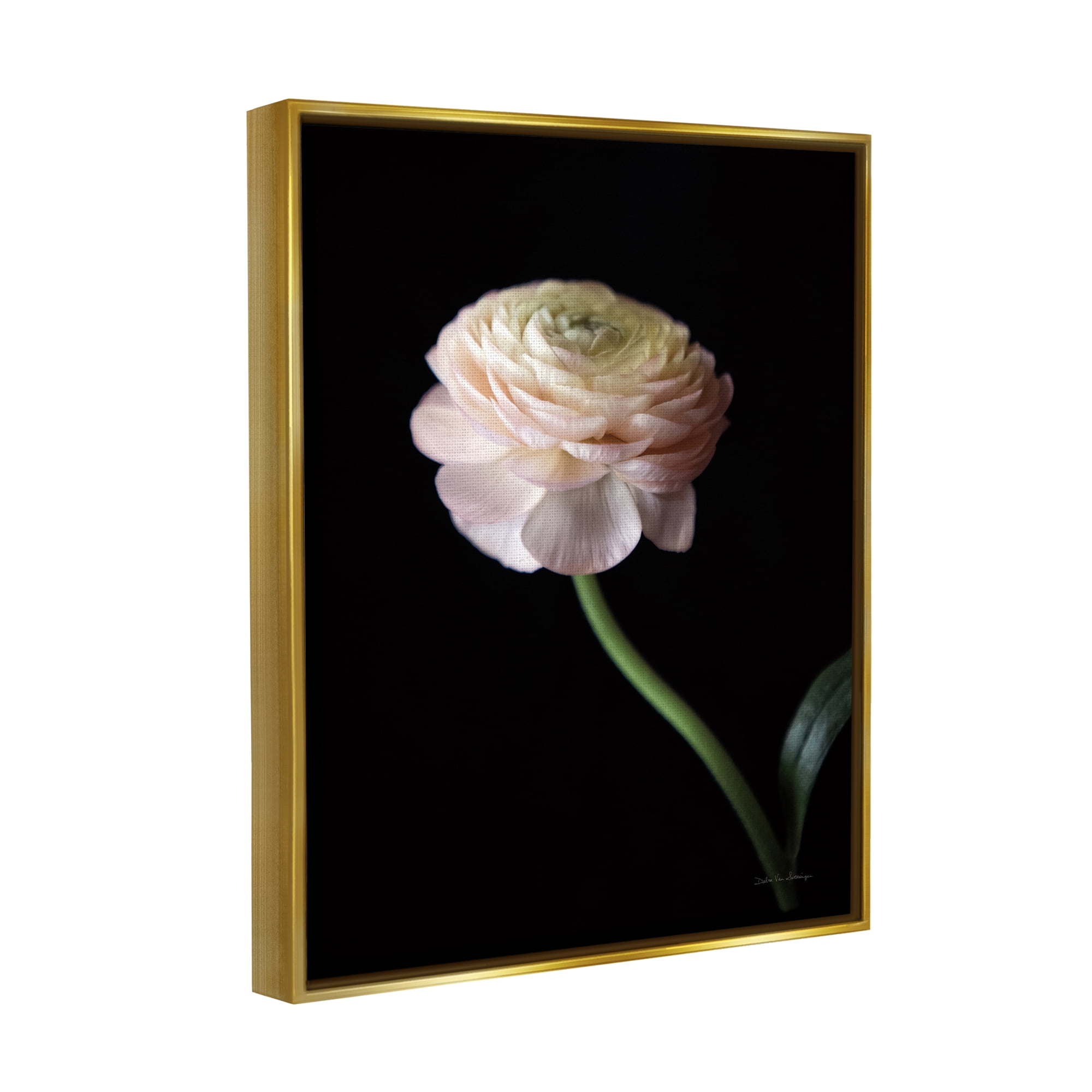 Stupell Industries Ranunculus on Black Botanical & Floral Photography Gold Floater Framed Art Print Wall Art, 25 x 31