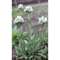 Pussytoes Wildflower Seeds for Planting (50 Seeds) - Antennaria plantaginifolia