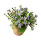 thumbnail image 4 of Plantas artificiales Planta simulada Bonsai decorativo Flor de plástico para la decoración del hogar (Púrpura), 4 of 5