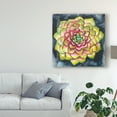 thumbnail image 3 of Trademark Fine Art 'Succulent Rosette III' Canvas Art by Chariklia Zarris, 3 of 4