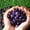 Purple, variant on Polished Colorful Crystal Stone Set,Handpicked Tumbled Gemstones Rocks Quartz,Healing Crystal Stones,Vase Filler Decoration,Pebbles for Home Decor DIY Craft Projects,10-20 mm,0.22 lb