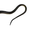 thumbnail image 4 of Juguete de simulación de Serpiente de goma Yashi color negro, 4 of 5