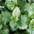 thumbnail image 4 of 500 Graines de Menthe Verte (Menthe Anglaise) Mentha Spicata Herbe Fleur, 4 of 4