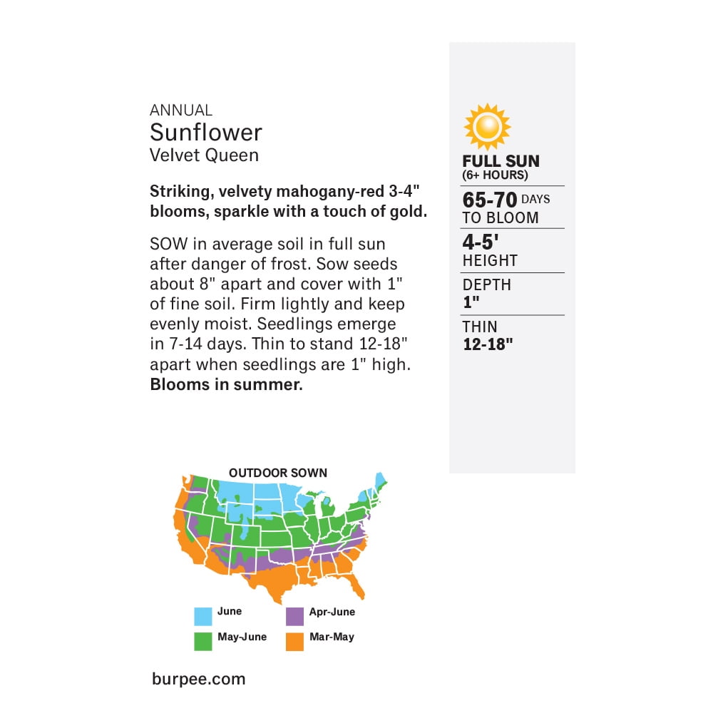 Burpee Sunflower, Velvet Queen Annual Sunflower