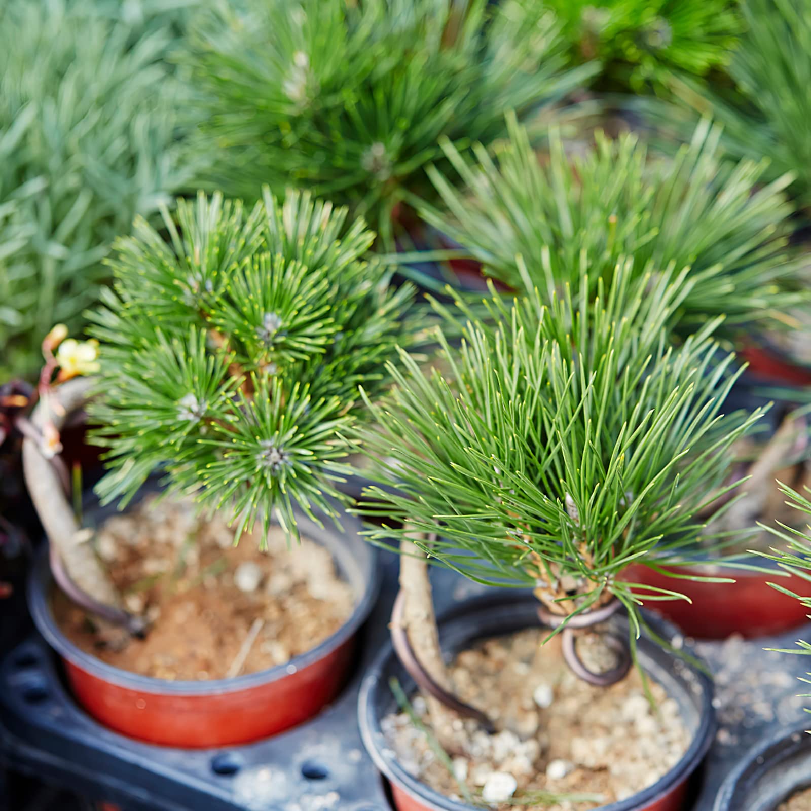 Gardenya 180 Bonsai Tree Japanese Pine Plant Seeds - Walmart.com