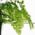 thumbnail image 2 of Maidenhair Fern Hanging Basket - Live Plant in a 4 Inch Hanging Pot - Rare and Exotic Ferns from Florida - Beautiful Clean Air Indoor Outdoor Ferns, 2 of 6