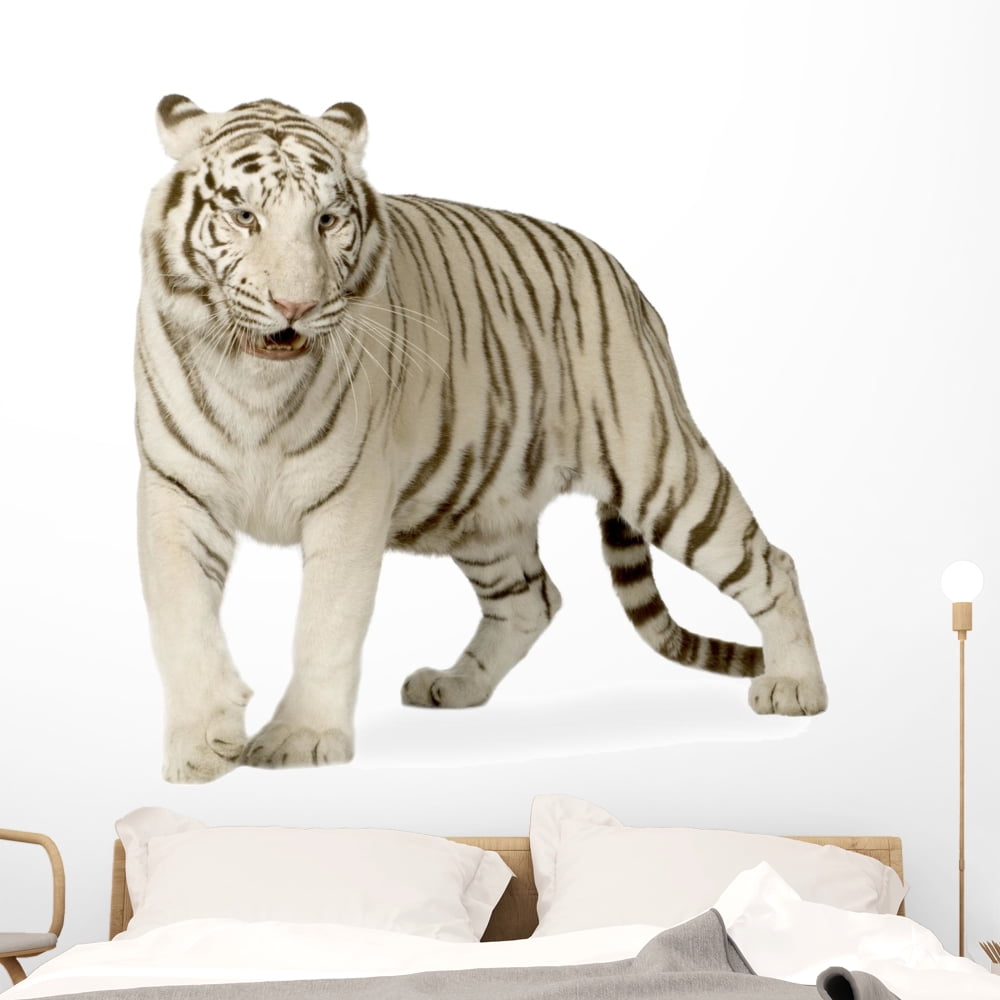 White Tiger 3 Years Wall Decal Sticker by Wallmonkeys Vinyl Peel and ...