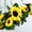 TYPE2, variant on Efavormart 22" Artificial Hanging Vine Sunflower Bush, Draping Bouquet Garland - Home, Centerpieces Decorations