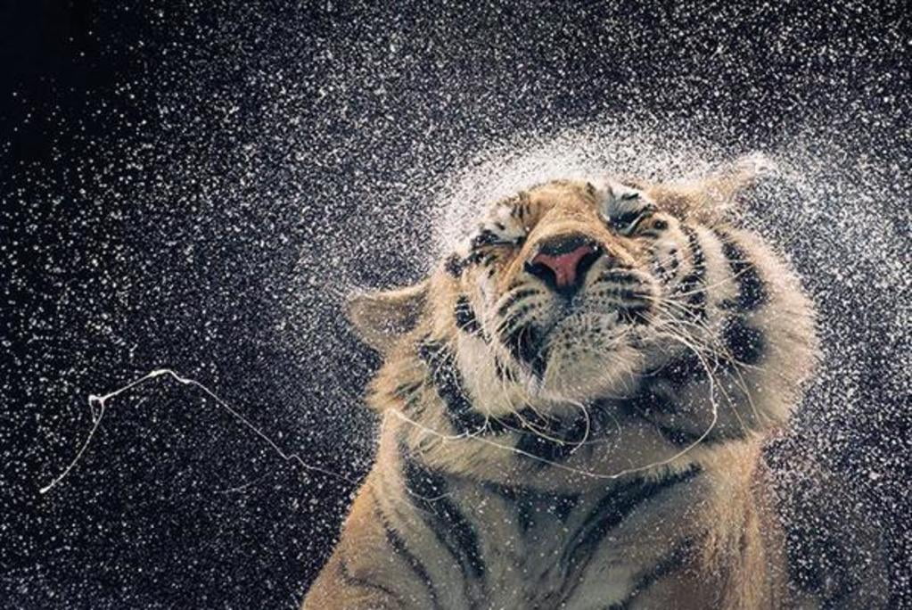 3604 SNOWY AFTERNOON TIGER Animal Poster Photo Poster Print Art * All Sizes