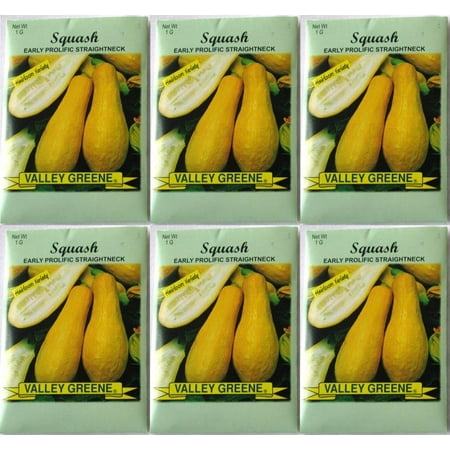 Knott Garden Valley Greene (6 Pack) 1 gram/Package Early Prolific Straightneck Squash Heirloom Variety Seeds ()