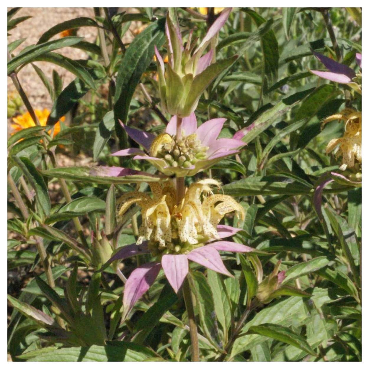 Everwilde Farms - 1 oz Spotted Bee Balm Native Wildflower Seeds - Gold Vault Bulk Seed Packet